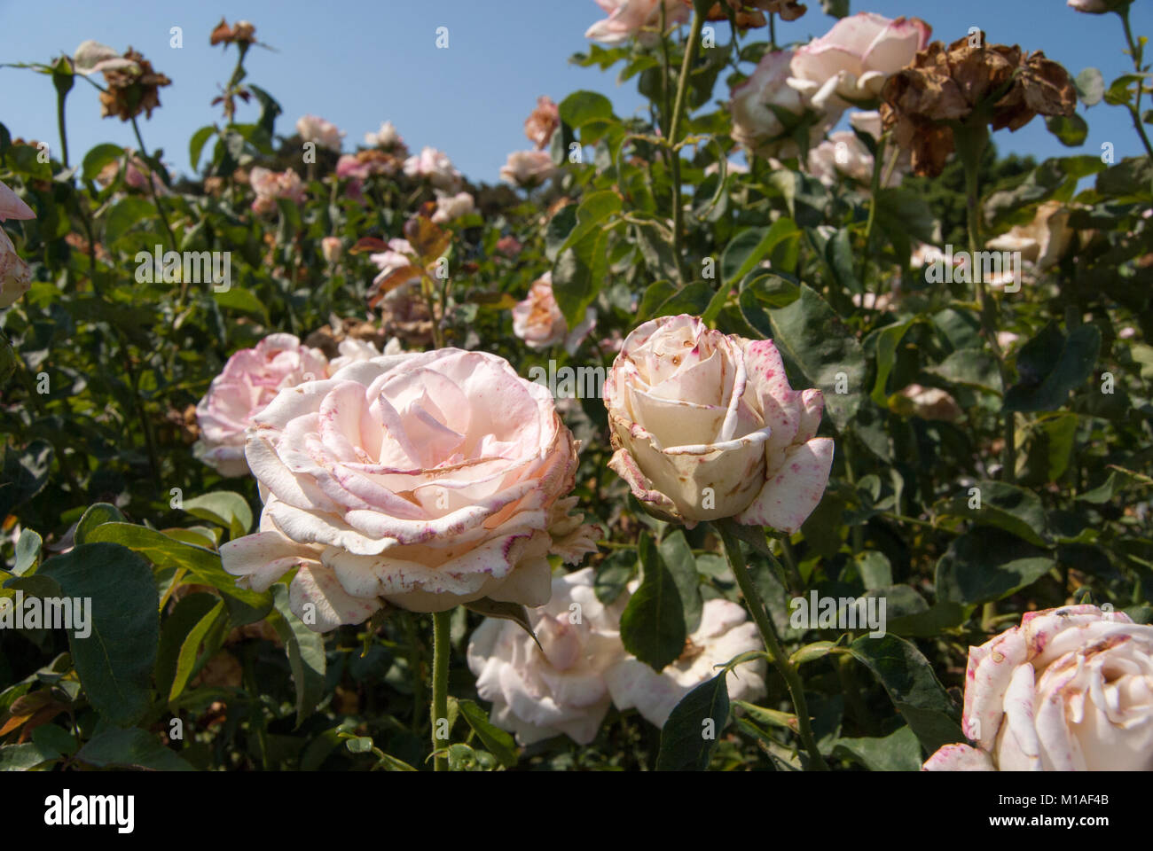 Rosen im California Science Center Stockfoto