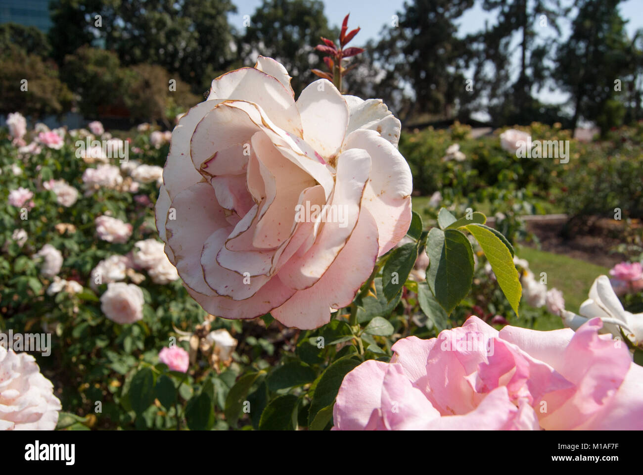 Rose im California Science Center Stockfoto