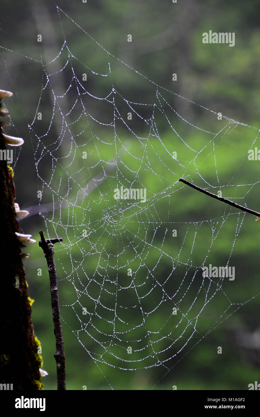 Tau Spinnennetz am frühen Morgen Wald. Stockfoto