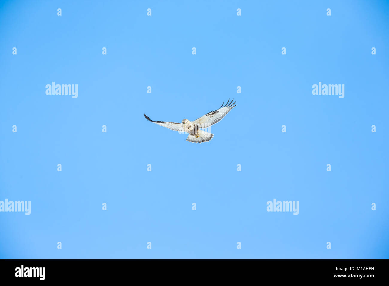 Rauen-legged Hawk (Licht morph) fliegen über den Wiesen Stockfoto