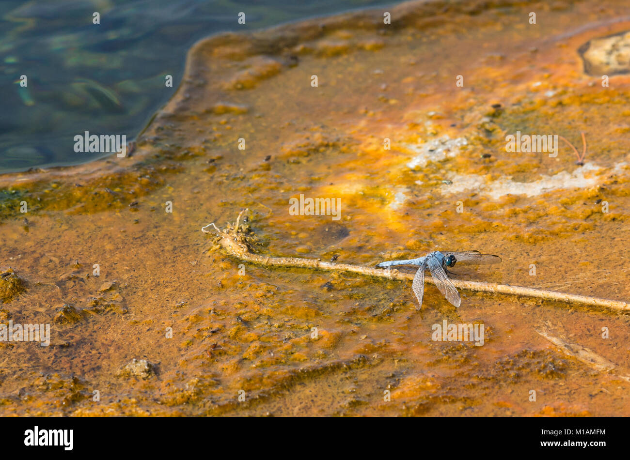 Eine Libelle sitzt auf orange Algen im sprudelnden Wasser der Terrasse Frühling. Yellowstone National Park. Wyoming, USA Stockfoto