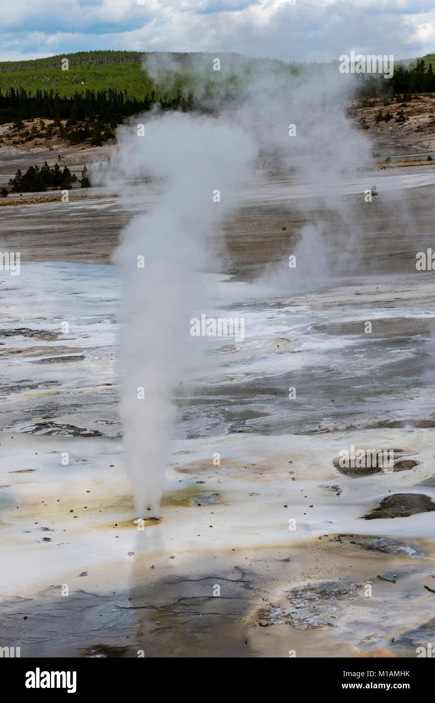 Eine kleine Geysir mit Dampfwolke in der Porzellan Federn Bereich der Norris Geyser Basin. Yellowstone National Park, Wyoming, USA Stockfoto