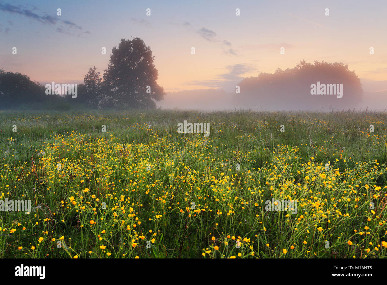 Gelbe Wildblumen auf der Wiese am Morgen. Misty Frühling Landschaft. Stockfoto