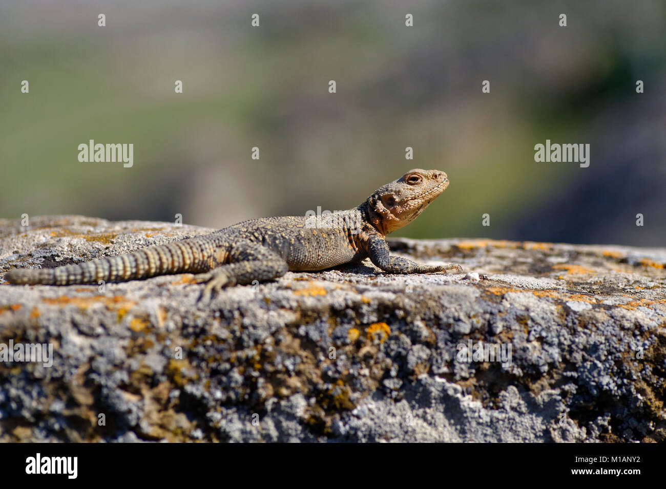 Eine Echse am Gobustan Nationalpark, Aserbaidschan gesehen. Ein UNESCO Weltkulturerbe. Stockfoto