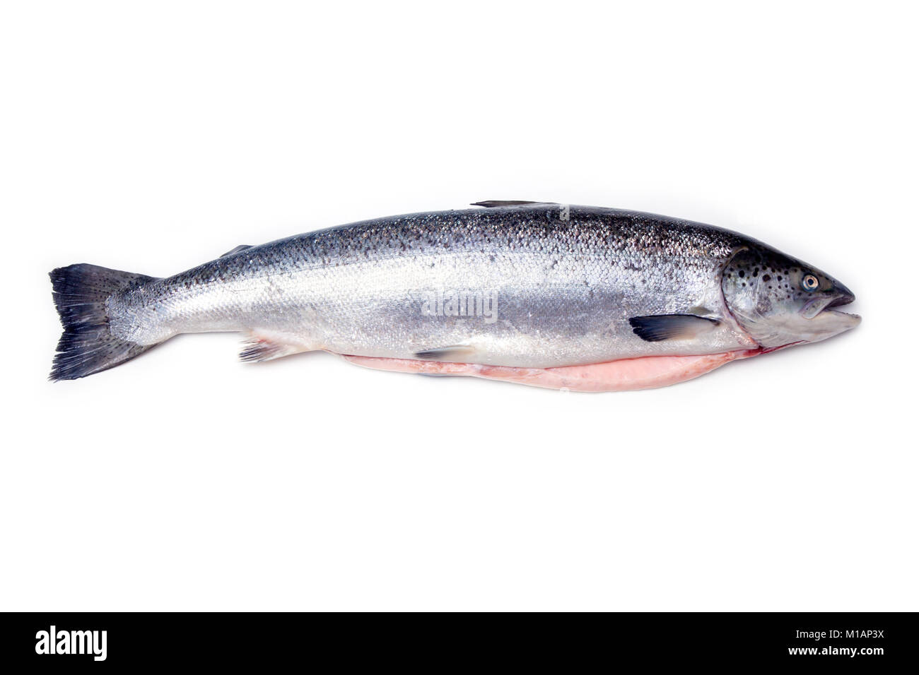 Ganzen Atlantischen Lachs Fisch auf einem weißen studio Hintergrund isoliert. Stockfoto