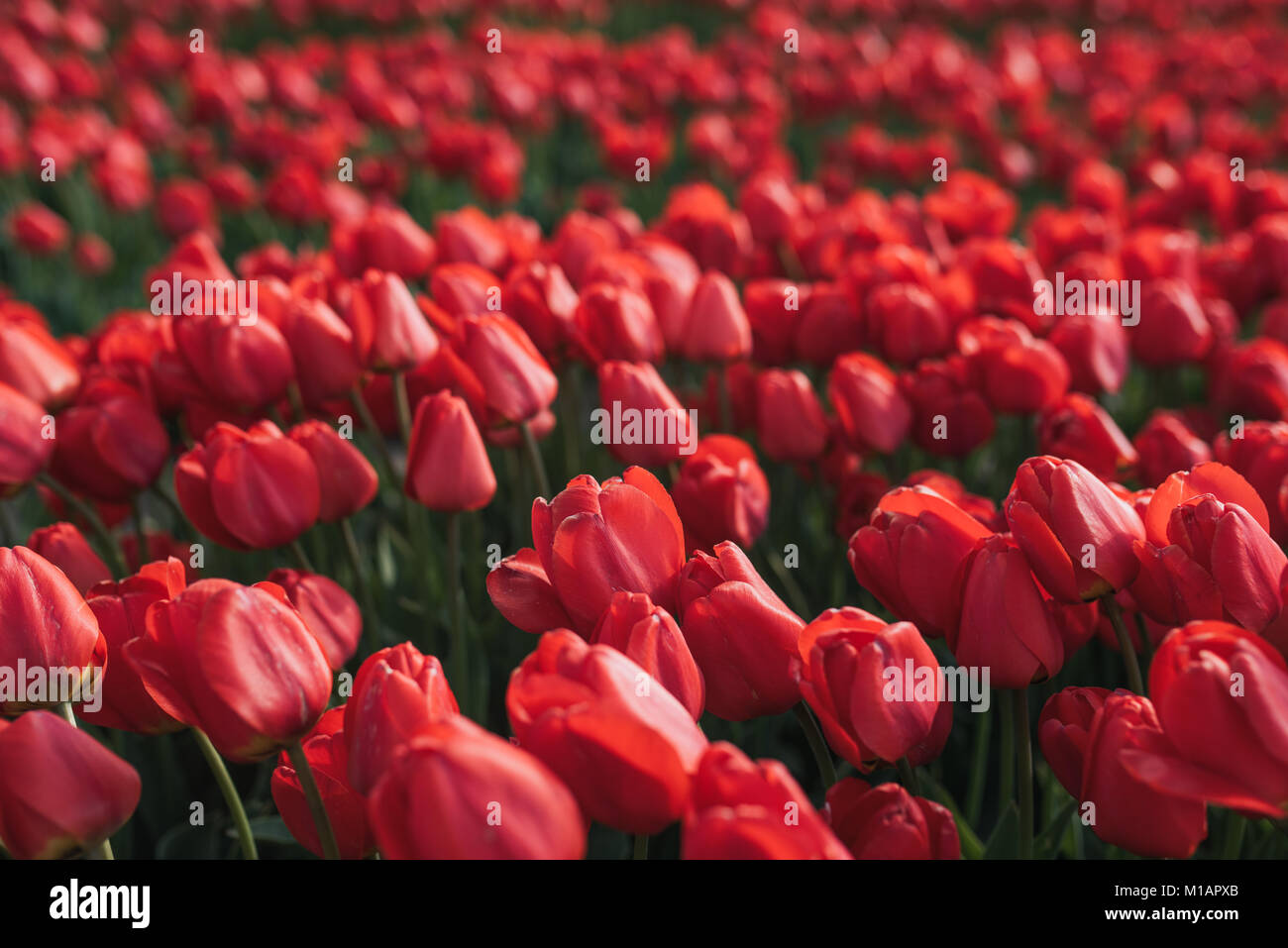 Blume Hintergrund. Frische rote Tulpen Garten. Feld mit roten Tulpen in der Türkei. Stockfoto