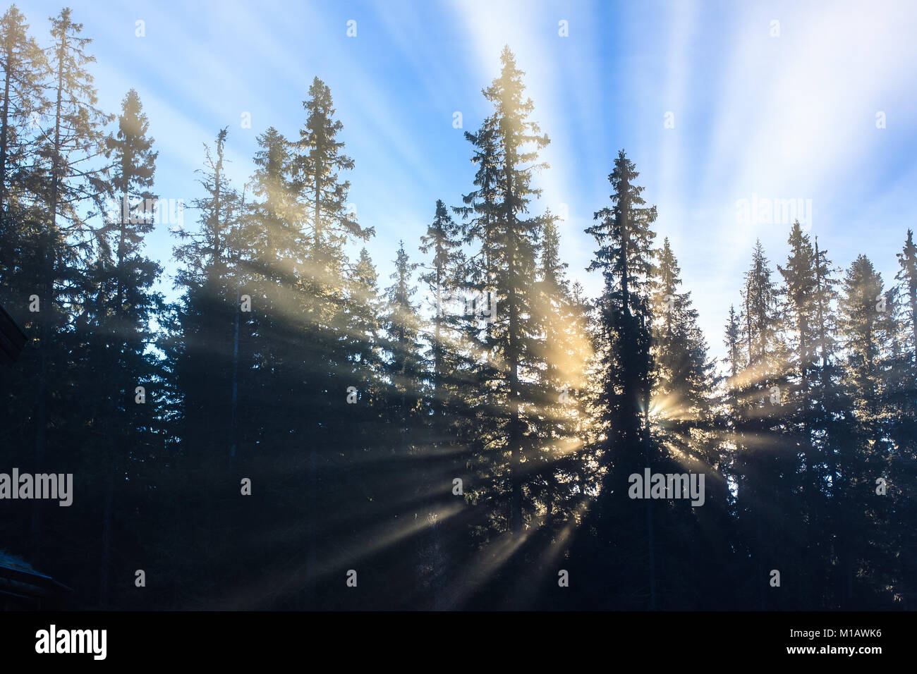 Sonne schafft Lichtstrahlen durch den Morgennebel, sah aus wie eine Explosion hinter den Bäumen. Stockfoto
