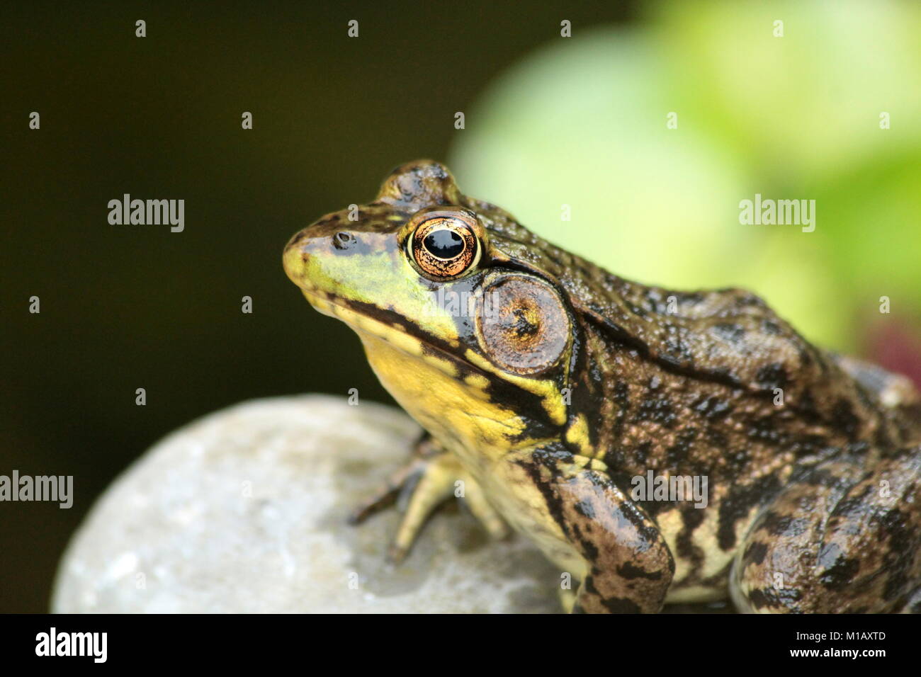 Ein männlicher gemeinsamen grünen Frosch liegt majestätisch neben dem Teich auf einem Felsen zum Mittagessen warten. Stockfoto