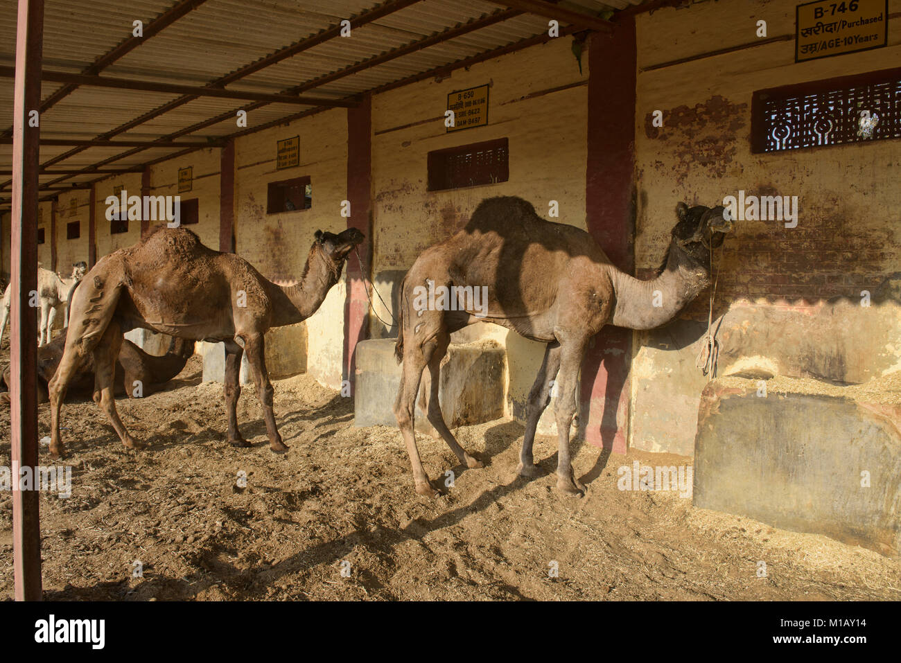 Kamele im Camel Zucht in Bikaner, Rajasthan, Indien Stockfoto