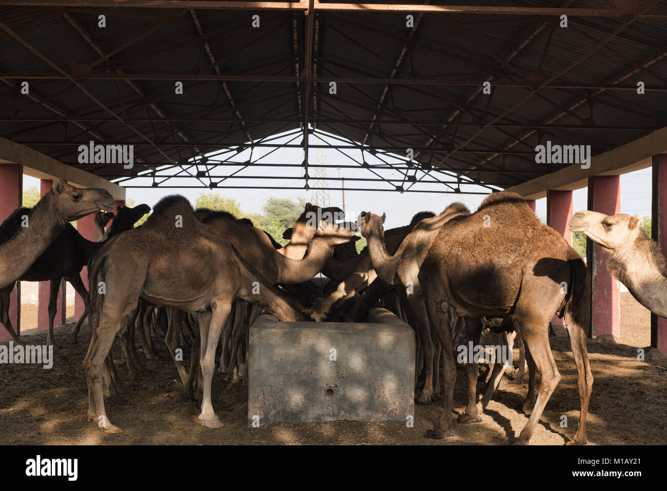 Kamele im Camel Zucht in Bikaner, Rajasthan, Indien Stockfoto