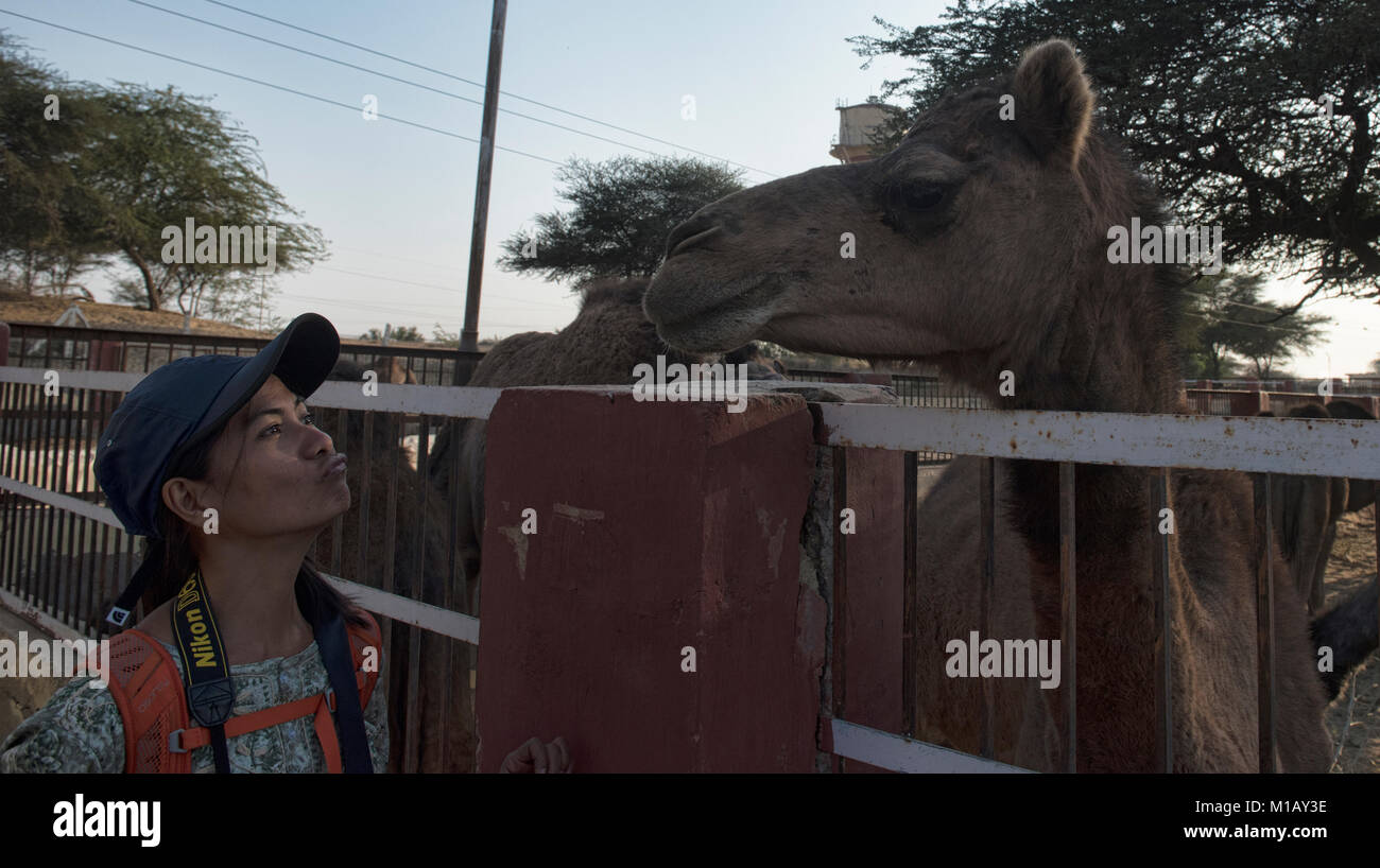 Enge Begegnung auf dem Kamel Zucht in Bikaner, Rajasthan, Indien Stockfoto