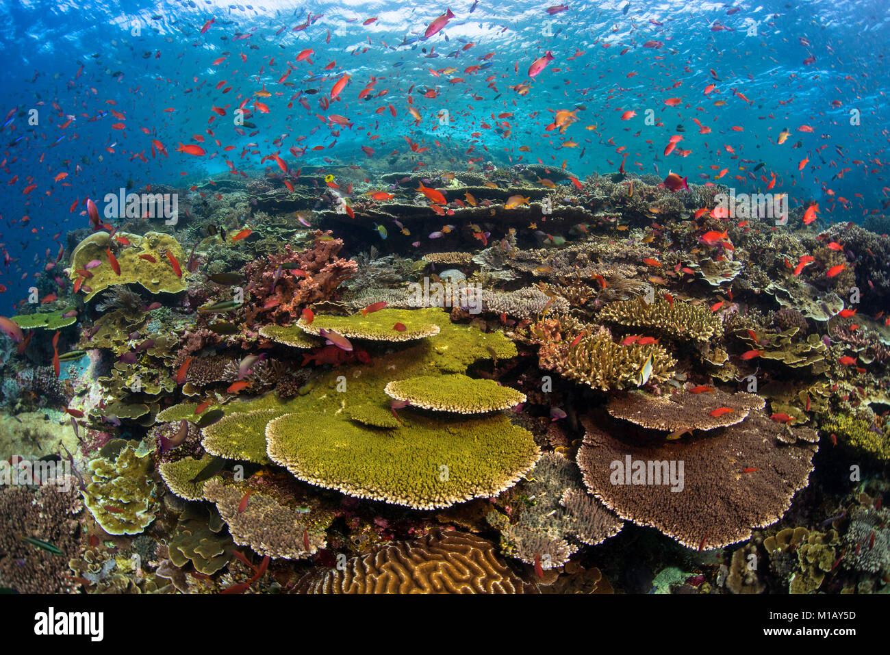 Hartkorallen auf einer unberührten Korallenriff mit hellen orange anthias Fisch oben, am berühmten Tauchplatz "Batu Bolong' im Komodo National Park, Indonesien Stockfoto