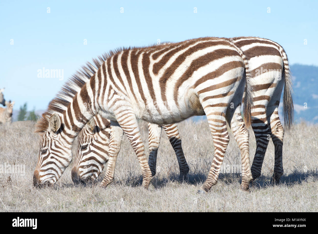 Zebras wandern Essen in der Ausgetrockneten dürre Wüste. Zebras sind in der Regel soziale Tiere, die in kleinen Harems zu großen Herden leben und noch nie Stockfoto