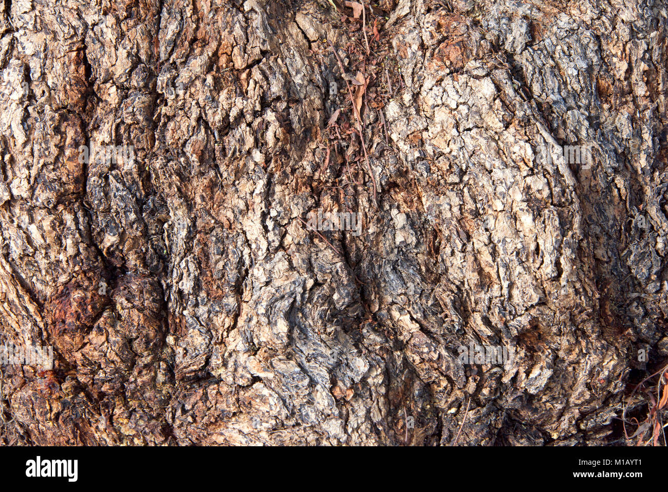 Nahaufnahme der Textur von Pepper Tree, Schinus molle ist ein schnell wachsender immergrüner Baum, der bis zu 45 Meter hoch werden und wächst. Sie ist die größte aller Schi Stockfoto