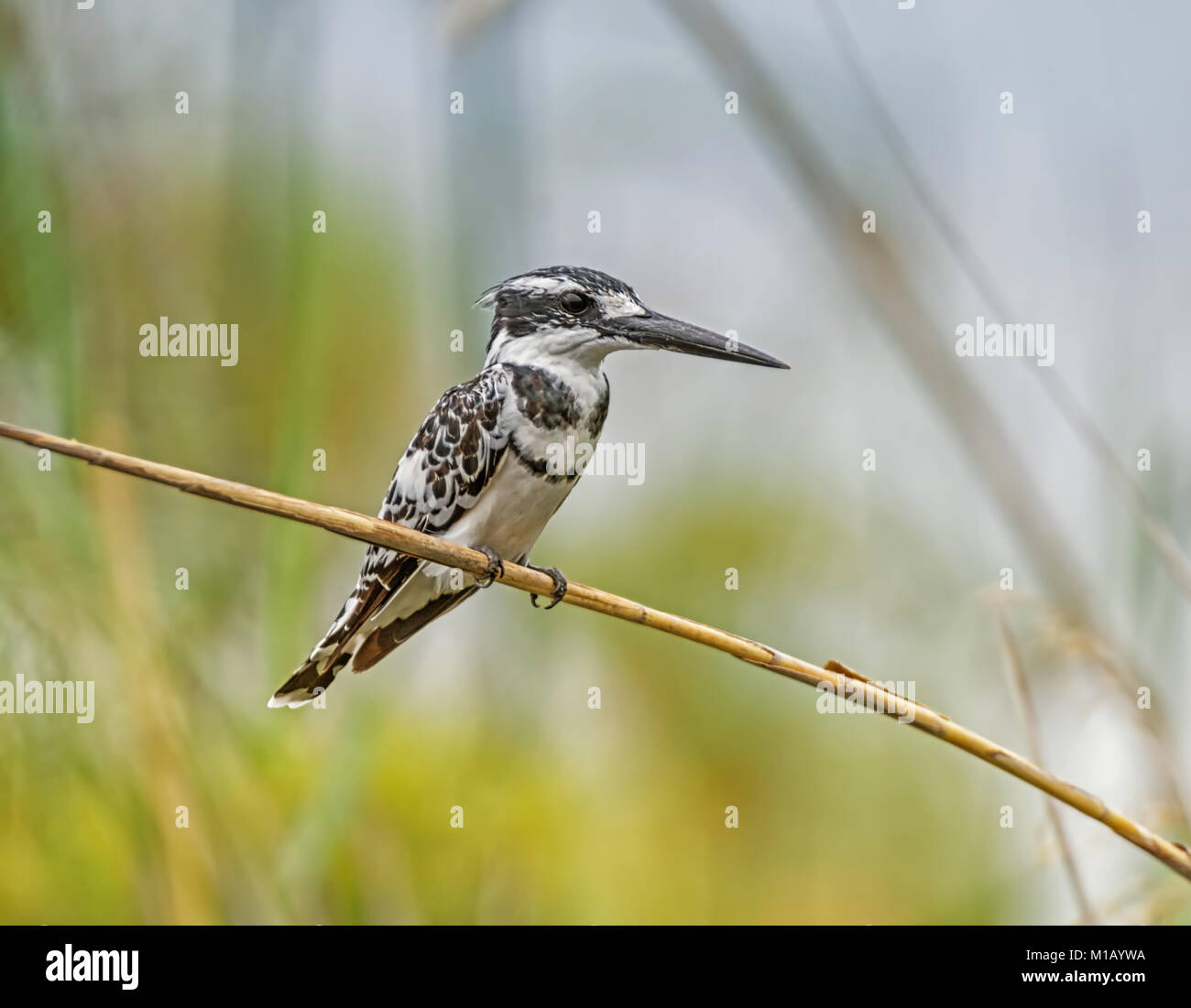 A Pied Kingfisher thront auf einem Schilf neben einem Namibischen Fluss Stockfoto