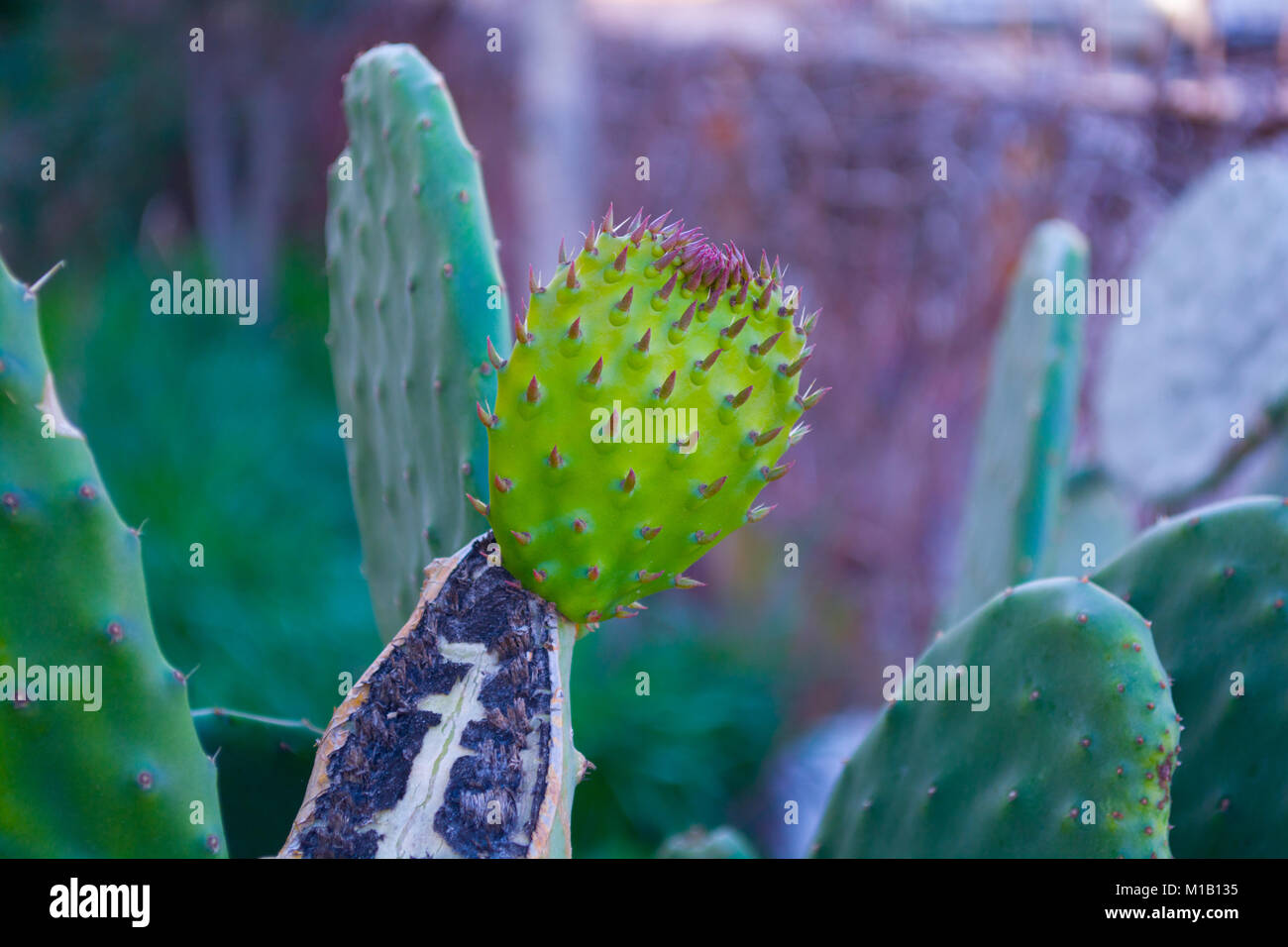 Die wilden Feigenkakteen oder Paddel Kaktus im Frühjahr wüste Kaktus auf felsigen Stockfoto