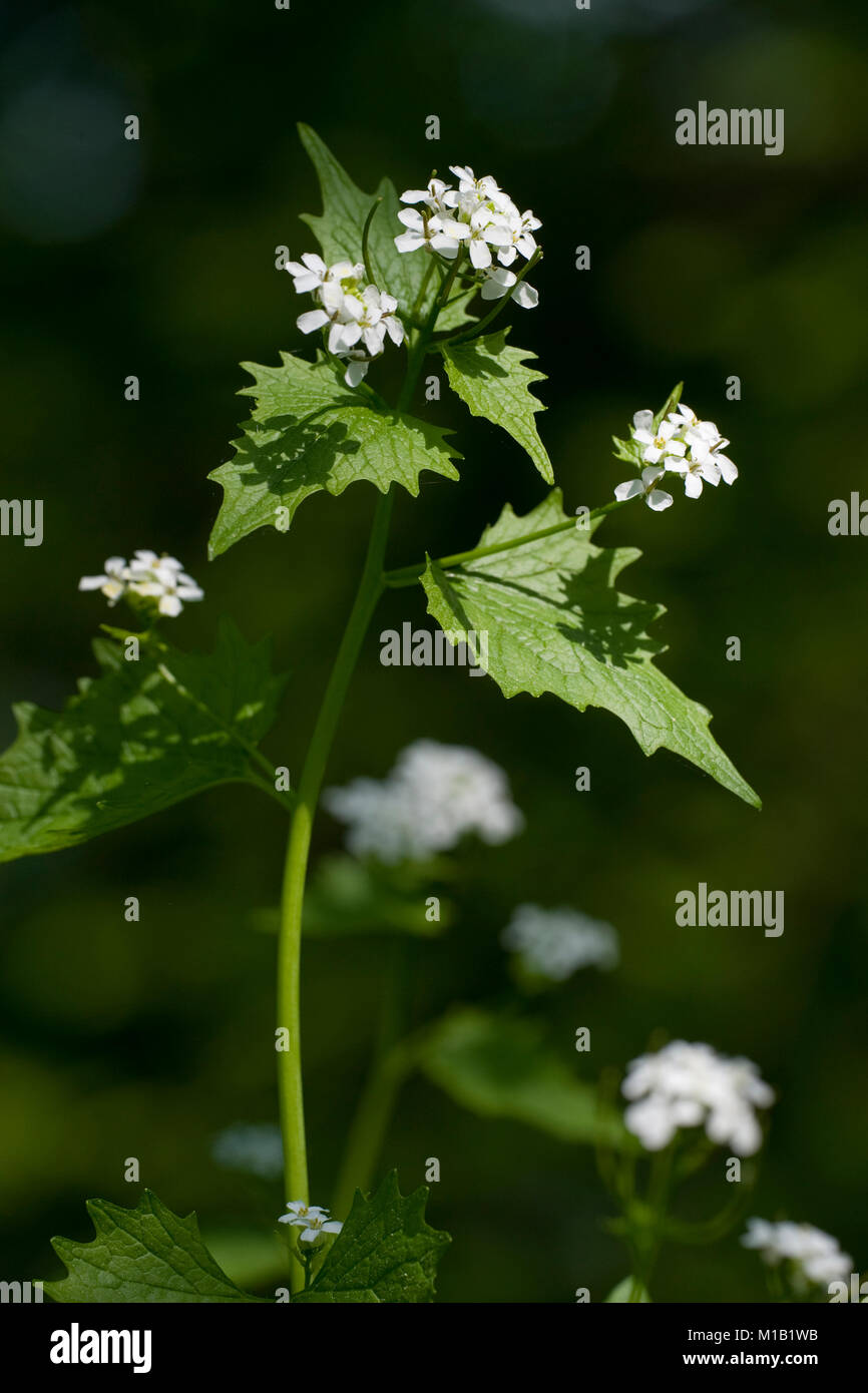 Alliaria petiolata, Knoblauchsrauke, Knoblauch Senf Stockfoto