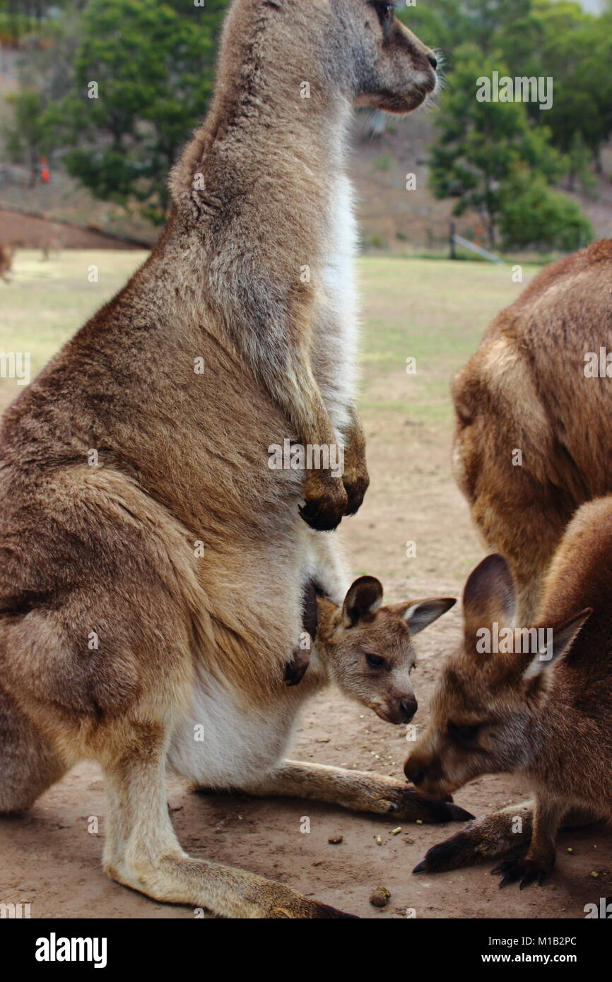 Känguru mit Baby im Beutel Stockfoto