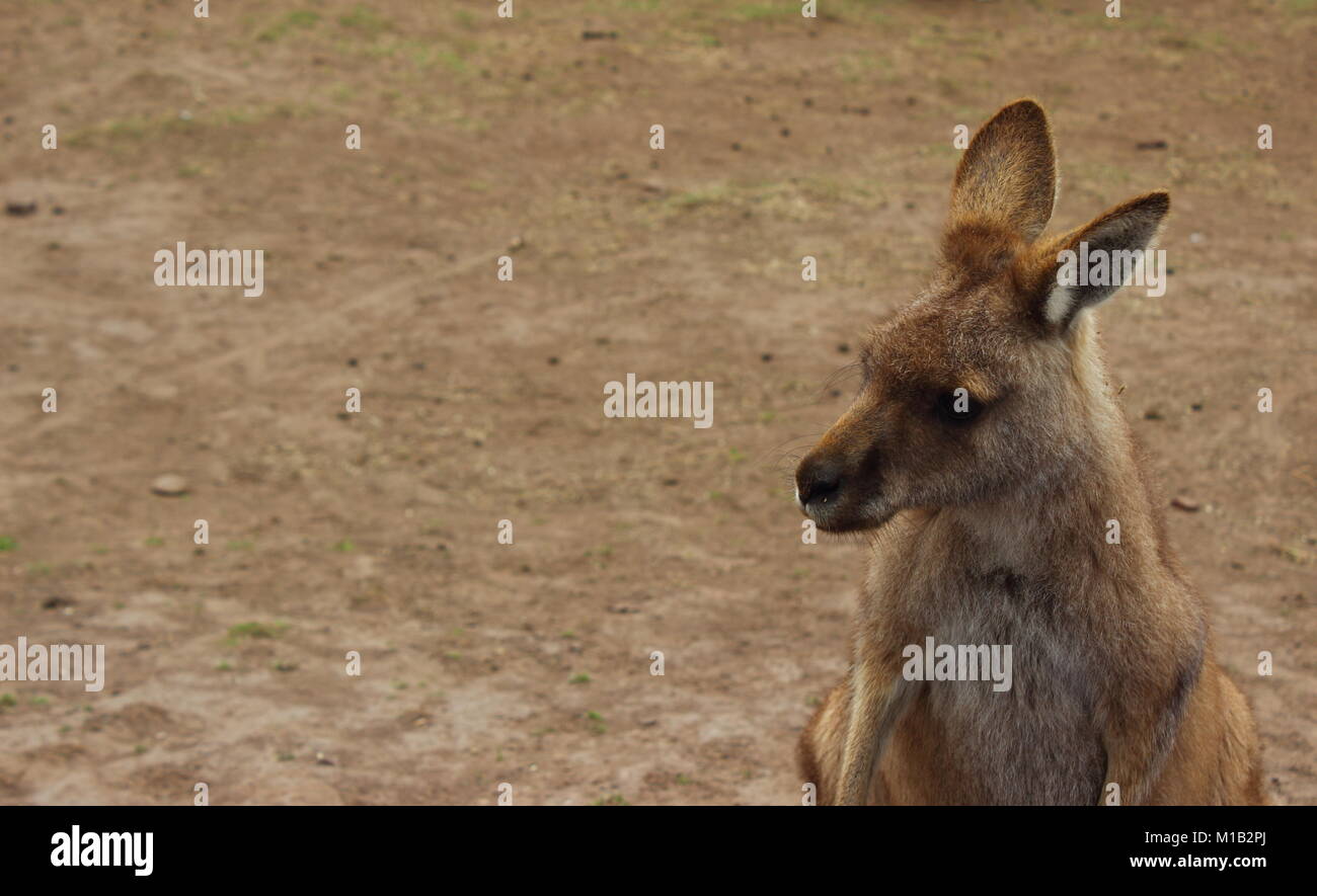 Känguru im Bonorong Wildlife Sanctuary Stockfoto