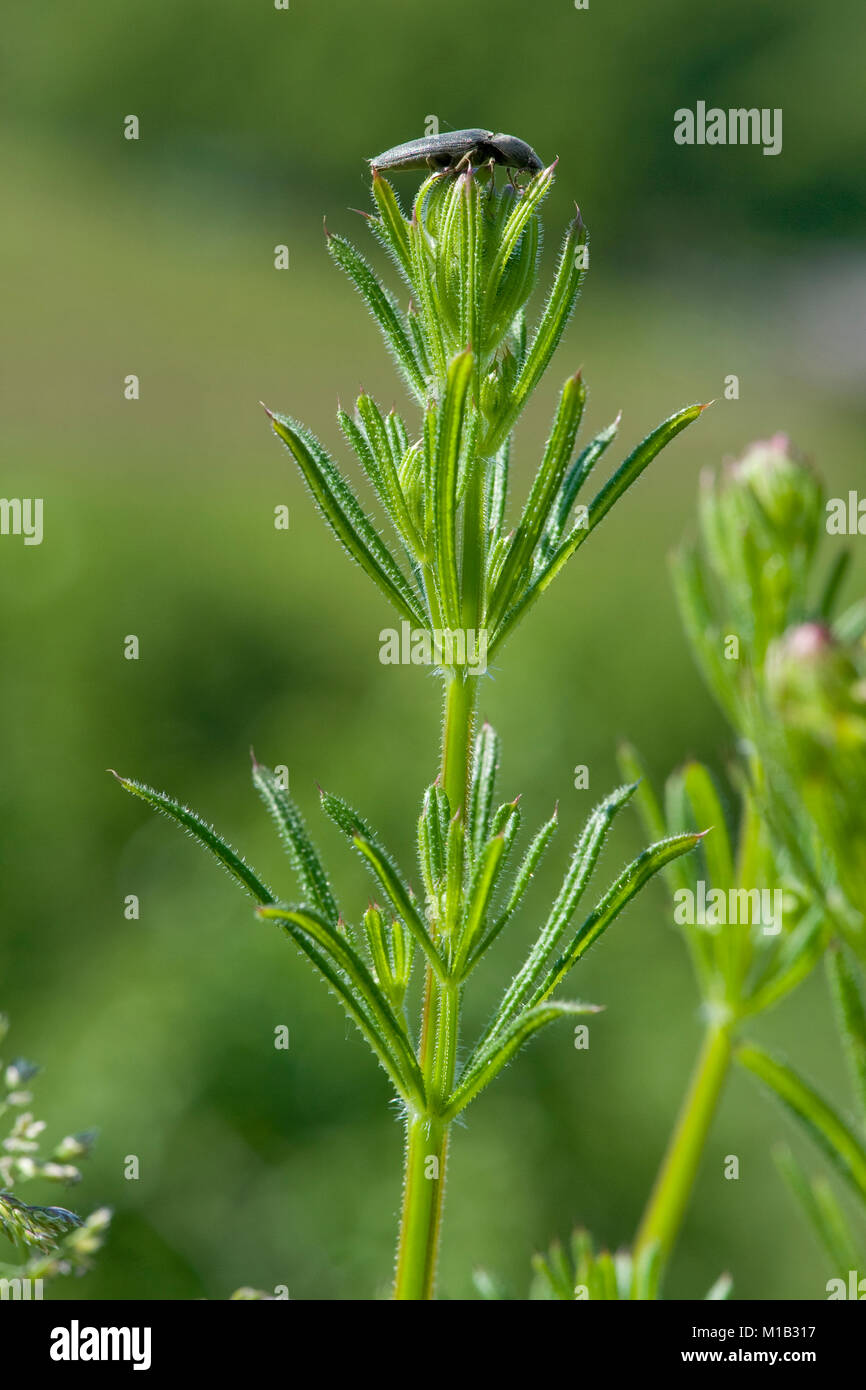 Kletten Labkraut Stockfotos und bilder Kaufen Alamy