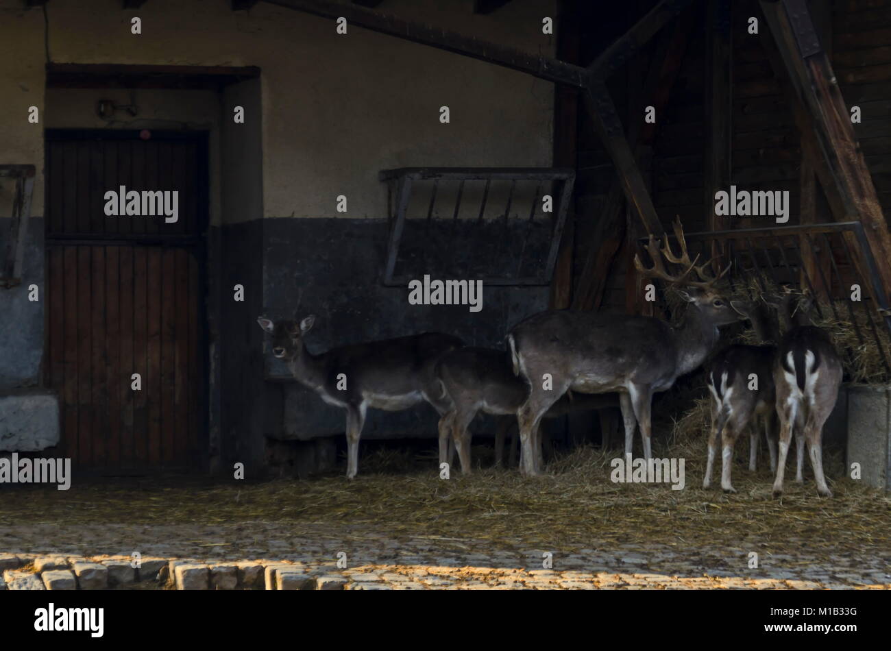 Tiere der Rehe, Hirschkuh oder Lepus europaeus Familie füttern mit Heu, von Kinderbett, Sofia, Bulgarien Stockfoto