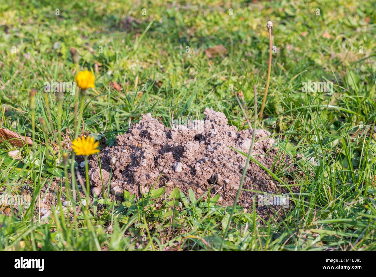 Nahaufnahme von einer Mücke auf einer Wiese Stockfoto