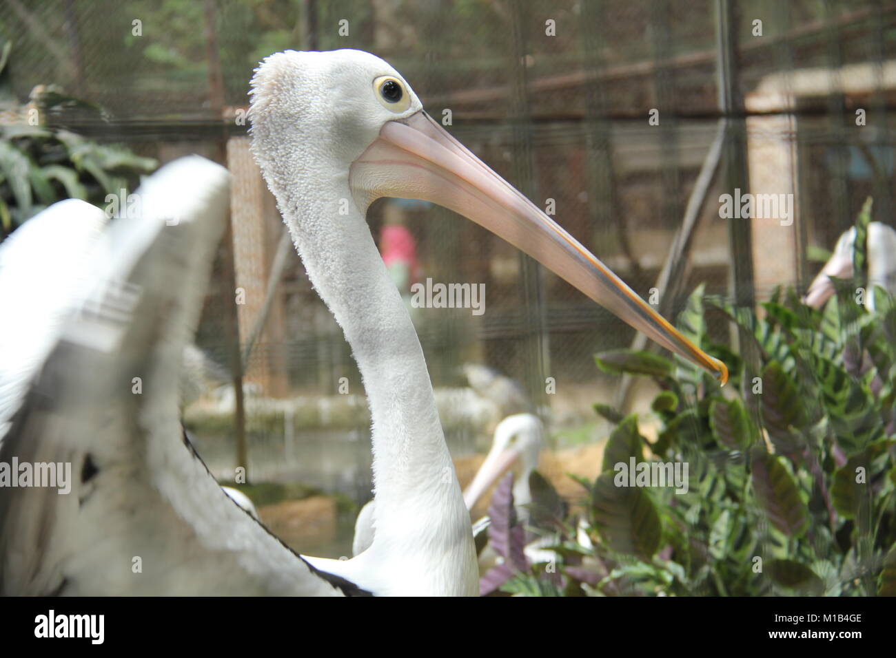 Pelikane sind eine Gattung der großen Vögel, die die Familie Pelecanidae. Stockfoto