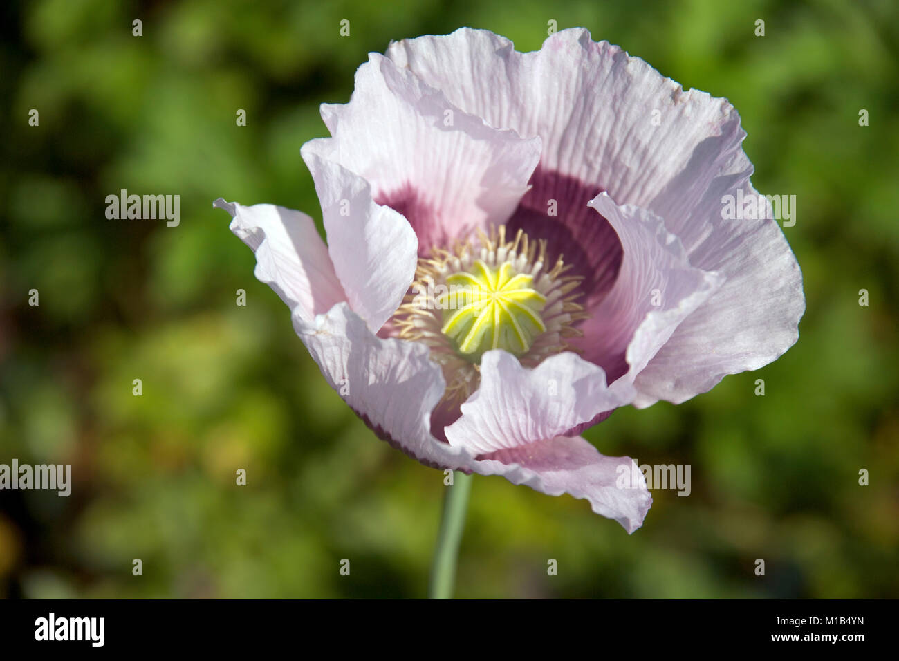 Ein einziges lila Mohnblüte in einem Garten Grenze Stockfoto