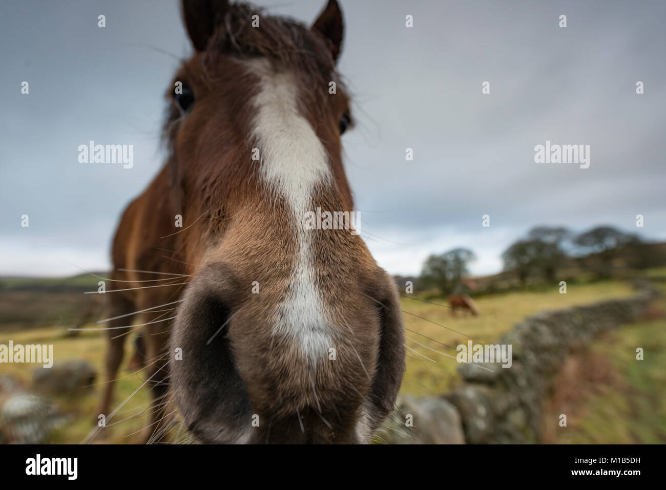 In der Nähe von Pferden Gesicht und Nase. Stockfoto