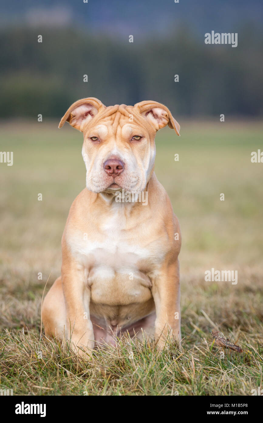 Die Pit Bulldog/American Bully Welpen sitzen Stockfoto