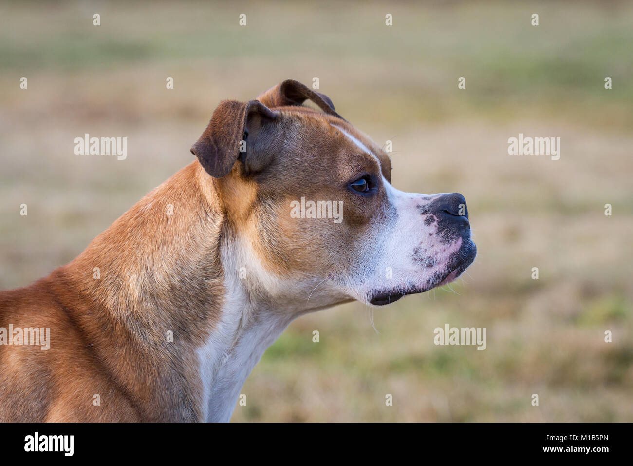 Porträt eines gesunden Bulldoggen Stockfoto