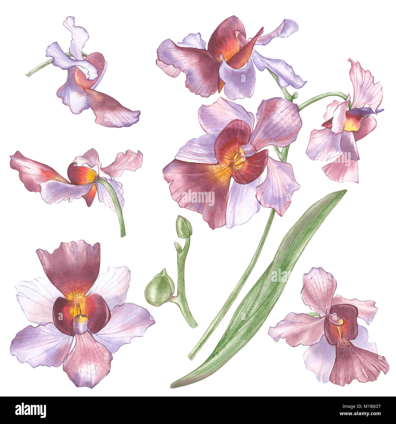 Singapur Blume Illustration Von Vanda Miss Joaquim Blumen Die Nationale Blume Von Singapur 
