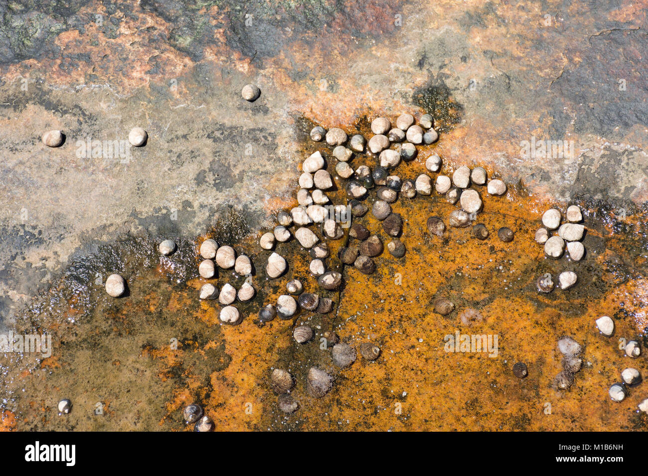 Schnecken oder meeresschnecken auf der Oberfläche von einem Felsen, einige von ihnen in eine Pfütze von Wasser Stockfoto