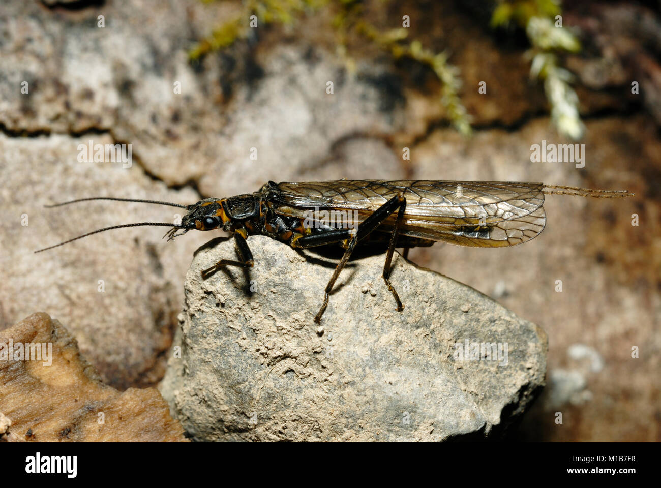 Perlodes microcephala, Erwachsene stonefly, Wales, UK. Stockfoto