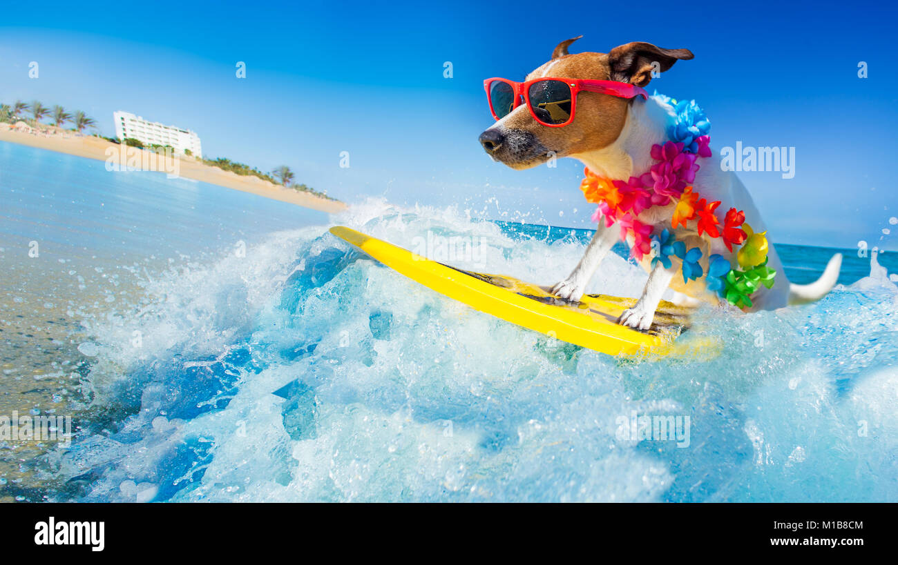 Jack Russell hund Surfen auf einer Welle, auf Ozean Meer im Sommer