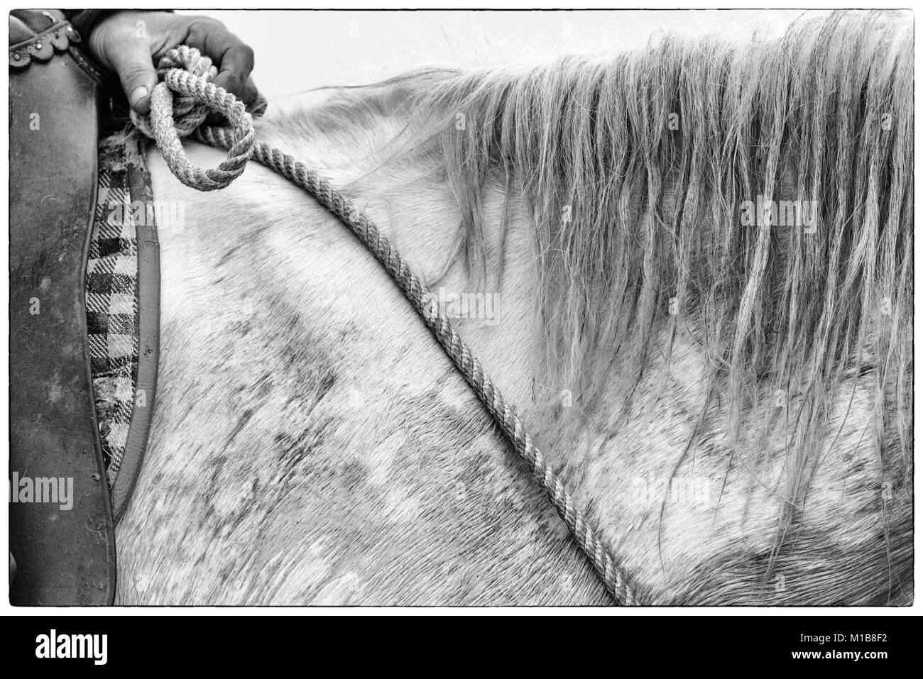 In der Nähe der Camargue Pferde Mähne und Seil Zügel und Reiter (Equus caballus), in der Nähe von Saintes-Marie-de-la-Mer, Camargue, Frankreich, Europa Stockfoto