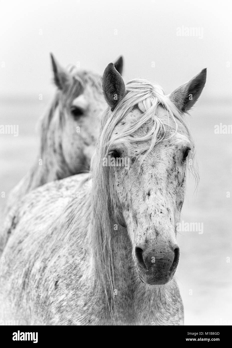 Camargue Pferde (Equus caballus), in der Nähe von Saintes-Marie-de-la-Mer, Camargue, Frankreich, Europa Stockfoto
