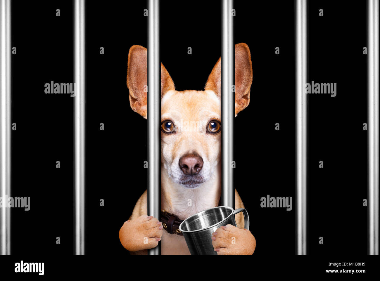 Kriminelle Hund hinter Gittern in Polizei, Gefängnis Gefängnis, oder Schutz für schlechtes Verhalten Stockfoto