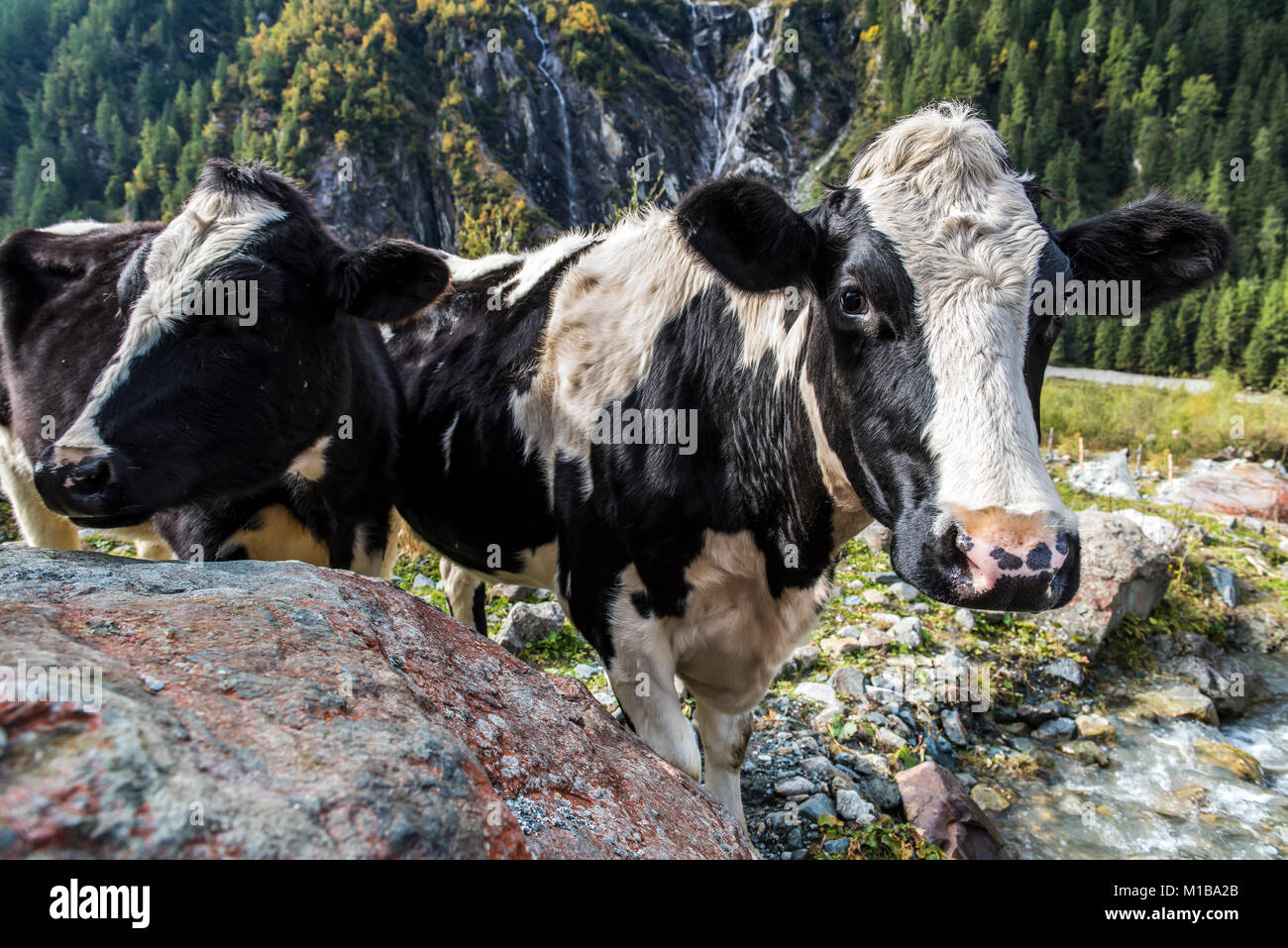 Tal im Herbst im Habachtal mit Smaragdweg in Österreich mit Creek und Kühe. Stockfoto