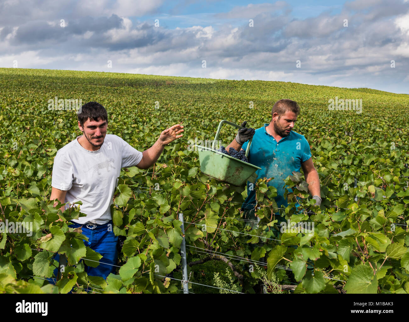 Reims, Frankreich - 10. September 2017: die Ernte von Pinot Noir Trauben in der Region Champagne mit männlichen Arbeiter im Weinberg. Stockfoto