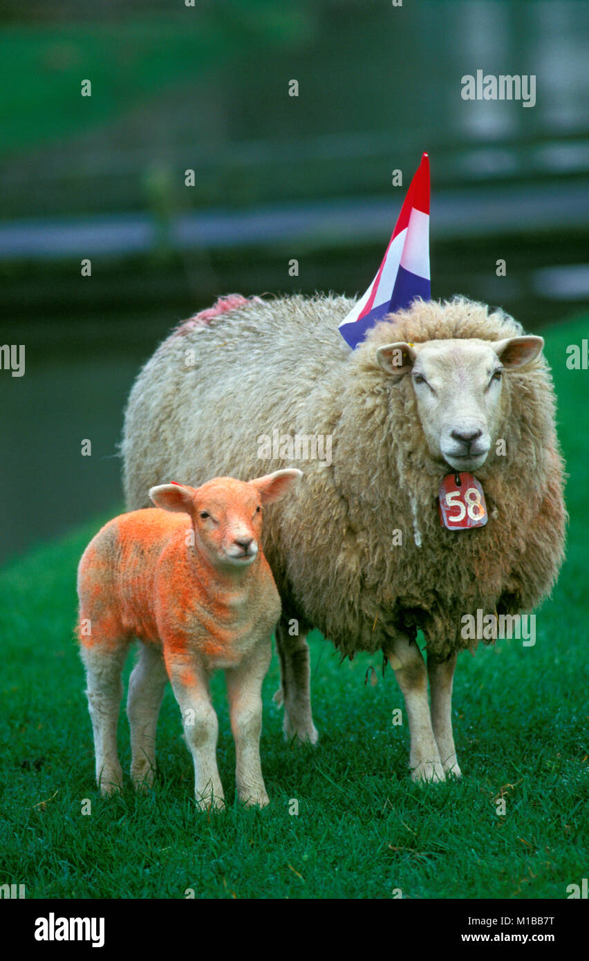 Die Niederlande. Marken. Jährliche Festival Kingsday 27. April. Schaf gemalt in nationalen Farbe orange und unter niederländischer Flagge. Stockfoto