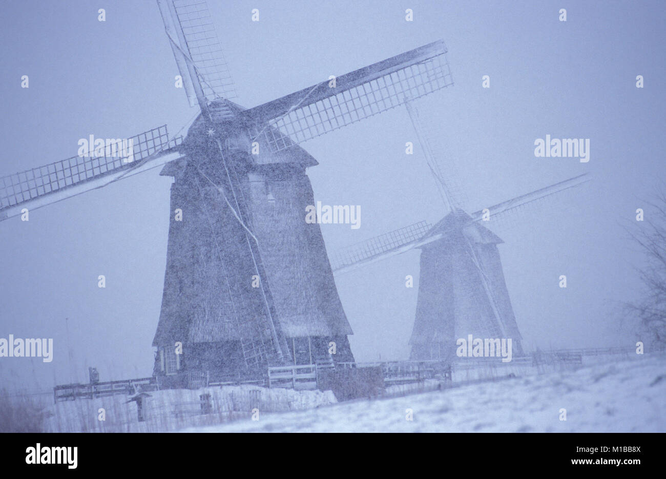 Die Niederlande. Schermerhorn. Windmühlen. Winter. Schneit. Stockfoto