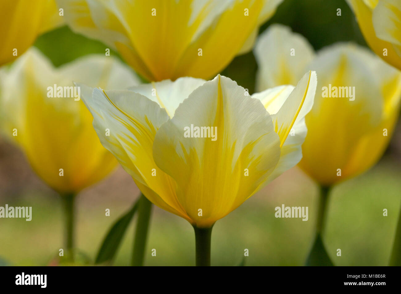 Tulipa'S weetheart' - Tulpe Stockfoto