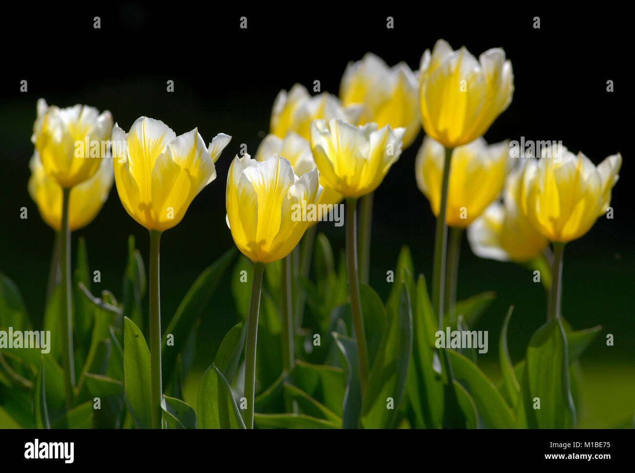 Tulipa'S weetheart' - Tulpe Stockfoto