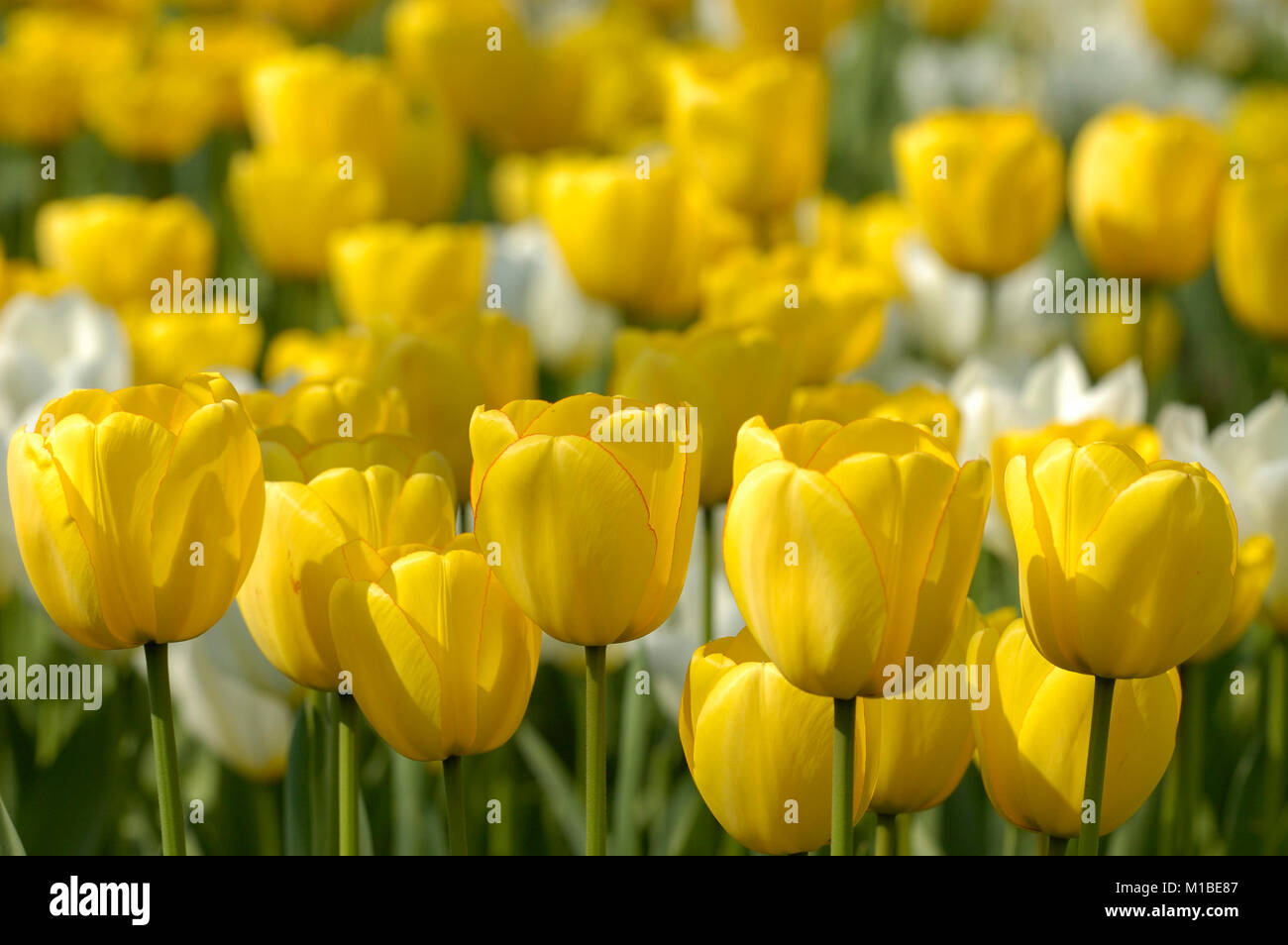 - Bett der Tulpen Tulpenbeet Stockfoto