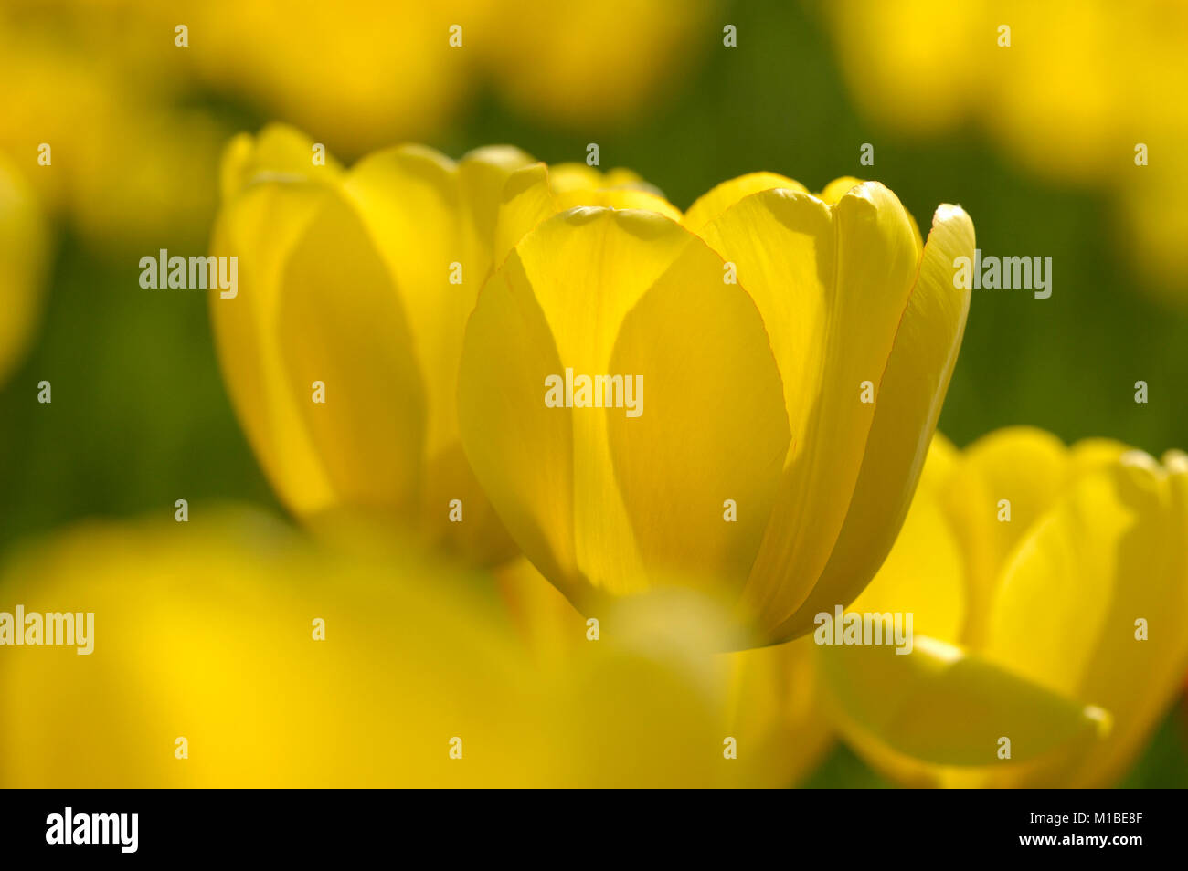 Tulpe - Tulipa - Tulip Stockfoto