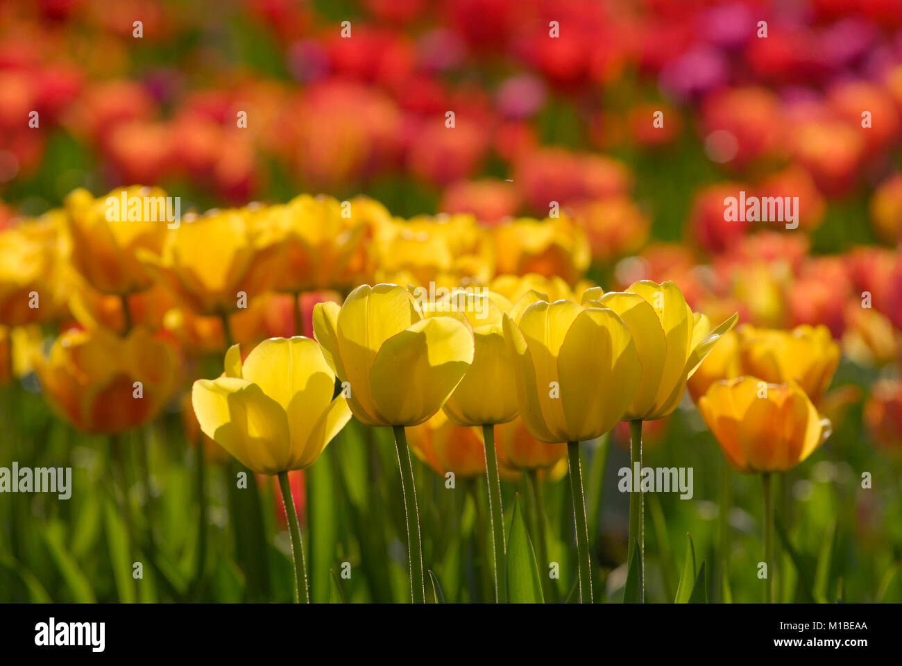 - Bett der Tulpen Tulpenbeet Stockfoto