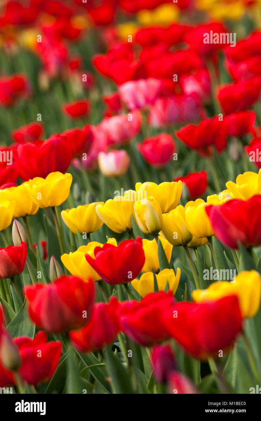- Bett der Tulpen Tulpenbeet Stockfoto