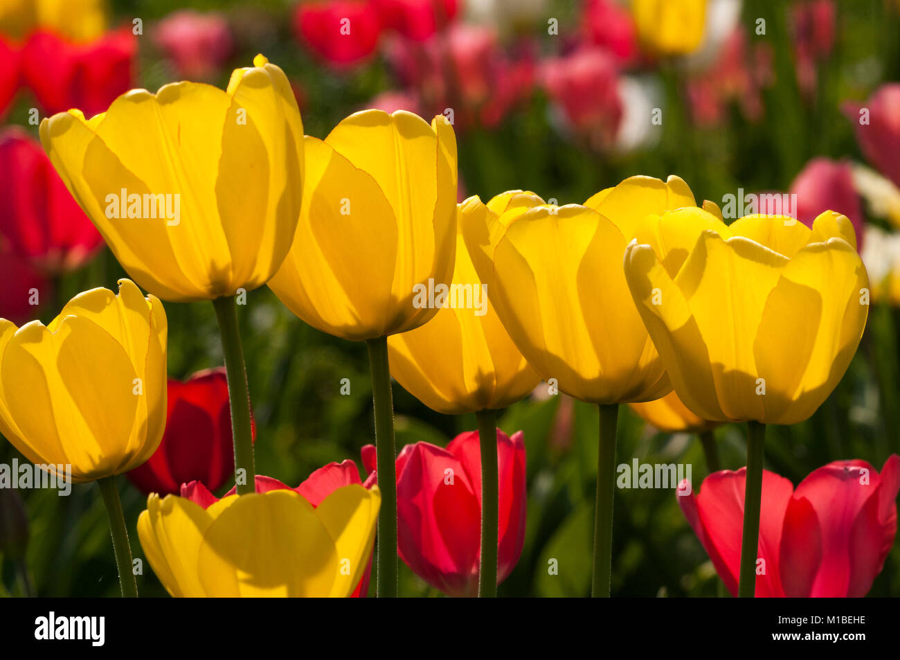 - Tulpe Tulipa Stockfoto