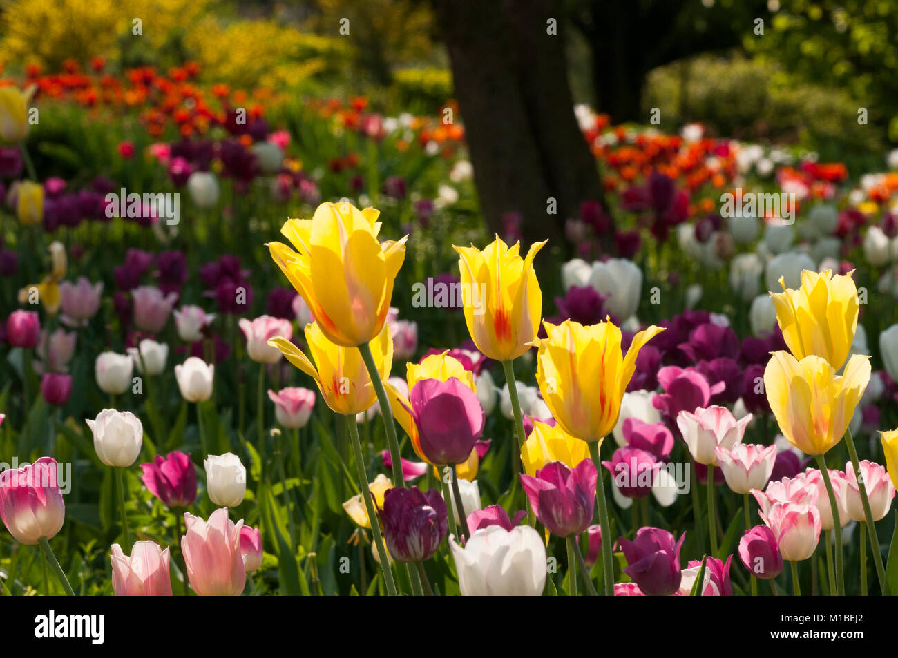 - Bett der Tulpen Tulpenbeet Stockfoto
